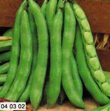 FAVA EXTRA PRECOCE A GRANO VIOLETTO KG.1